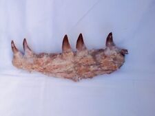Authentic Mosasaurus Fossilized Teeth in Jaw Bone Morocco Cretaceous Dinosaurs  picture