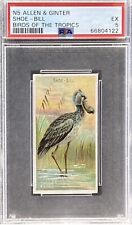1889 N5 Allen & Ginter Birds Of The Tropics SHOE BILL PSA 5 EX picture