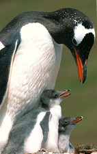Vintage Postcard British Antarctic Territory Port Lockroy Penguin Conservation picture