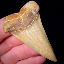 Hastalis White Shark Tooth Not Mako Teeth Megalodon Era Bakersfield Real Fossils picture