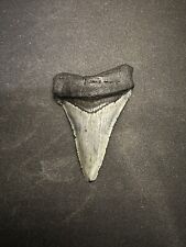 ANGUSTIDENS Shark Tooth - OVER 2 & 1/8” picture