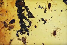 Swarm of Acari (Ticks), Fossil Inclusion in Burmese Amber picture