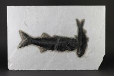 Fossil Fish Nice Mioplosus & Knightia Green River Formation Wyoming WY COA 10662 picture