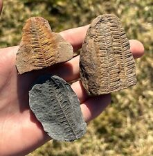 Mazon Creek Fossil Ferns LOT OF 3 Illinois NICE Plant Leaf Pennsylvanian Age picture