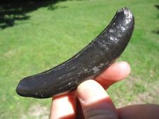 GLOSSY BLACK SPERM MAMMAL TOOTH FLORIDA FOSSILS ICE AGE EXTINCT BONES JAW SKULL picture