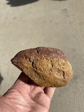 Authentic Bird Head Fossil From California 5 1/2” picture