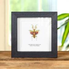 Taxidermy indian Flower Mantis Frame (Creobroter gemmatus) picture