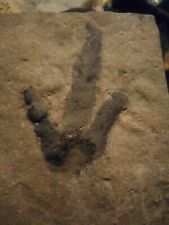3 Jurassic Dinosaur Footprint, Grallator American Raptor Fossil Dinosaur Track picture