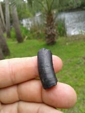 Bargain Beautiful Giant Armadillo Tooth Florida Saltwater Fossil Mammal Teeth  picture