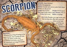 Scorpion, Class Arachnid, Deserts, Stones etc. --- Animal Information Postcard picture