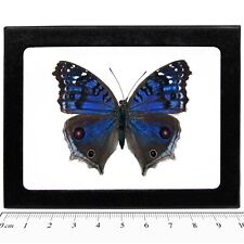 Precis rhadama female REAL FRAMED BUTTERFLY BLUE AFRICA R3 picture