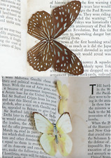 Insect Butterfly Papilionidae Papilio Mixed Collection in Book Lot 47 RARE picture