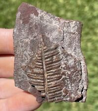 Illinois Fossil Fern Mazon Creek Fossil Plant Leaves Tree Wood picture