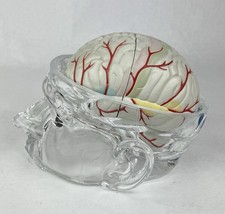 Seroquel Rx Skull 5pc Brain Science Model Pharmaceutical Promo Sales Rep Display picture