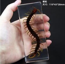 Insect Office Paperweight Real Giant Centipede Specimen Taxidermy - Large picture