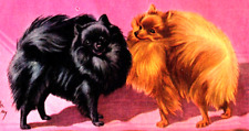 Pomeranian Dogs GORDON BREAD COMPANY Baked Bean Loaf Recipe Card picture