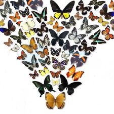 50pcs（Butterfly species with no duplicates）​natural Real Butterflies Specimen picture