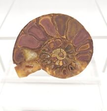 Natural Ammonite Snail Fossil Gorgeous Geological Science Specimen picture