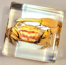 38mm Real Fiddler Crab in Crystal Clear Lucite Resin Science Education Specimen picture