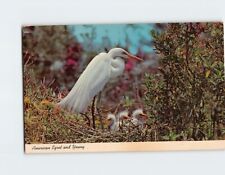 Postcard American Egret and Young, Everglades National Park, Florida picture