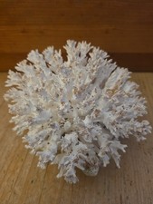 Coral White Natural Reef 6x6x4 Decor Display picture