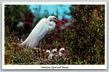 AMERICAN EGRET nest Everglades National Park FL VTG UNP chrome Postcard A52 picture
