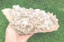 Very Good Plate Authentic Cretaceous Douvilleiceras Ammonite & Gastropods Fossil picture