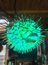 NEW 5”-6” Pufferfish Lamp w/Color Changing LED Tiki bar Smokin Tikis Oceanic picture