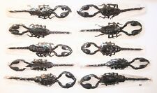 Heterometrus spinifer 12cm+ 10pcs A1/A1- from MALAYSIA - MED. SCORPION  #0580-10 picture