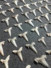 70 Quality Fossil Goblin Shark Teeth Scapanorhynchus Texanus Cretaceous N Ms picture