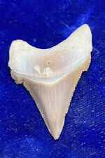 Rare Carcharocles Chubutensis Fossil Shark Tooth Megalodon Ancestor Peru picture