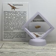 Hypselosaurus Titanosaur Extinct Dinosaur Eggshell Fossil Piece in Display picture