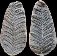 Mazon Creek Fossil Alethopteris serlii Very 3D Detailed Illinois Fossil🌿 picture