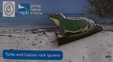 RSPB TURKS & CAICOS ROCK IGUANA Charity Pin Badge GNAH Birdlife picture