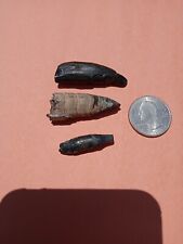 Lot of 3 nice Fossil Sperm Whale Teeth. Florida fossil teeth. Miocene age.  picture