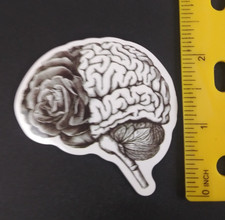 The Brain Structure Anatomy Sticker (L) picture