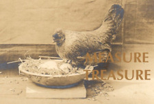 C.1905 RPPC BERWYN, PA RHYDLYN FARM CHICKEN HEN PHOTO Postcard P50 picture