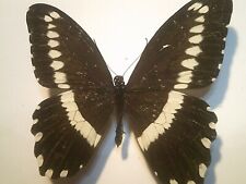 Real Butterfly/Insect/Moth Non Set B6978 African Species Large Papilio gallienus picture