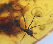 Extinct Sphecomyrma Ant, Fossil insect inclusion in Burmese Amber picture