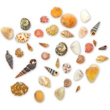 700 PCS Tiny Craft Spiral Seashell for DIY Art Home Sea Shells Decoration 0.4-1