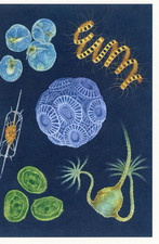 Phytoplankton, Illustrator Teagan White, Oceanarium --New POSTCARD picture