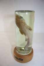 Preserved Baby Shark in Glass Bottle Taxidermy Marine Wildlife picture