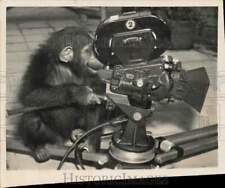 1950 Press Photo Katerin the chimp uses a movie camera at Frankfurt Zoo picture