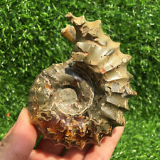 top！ 1pc Natural Horn screw fossil ammonite conch crystal specimen healing 100g+ picture