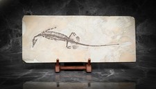Evidence for Continental Drift — Mesosaurus fossils from the Permian picture
