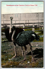 Sweethearts at the Cawston Ostrich Farm, California  - Vintage Postcard picture