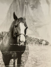 Neat Vintage Double Exposure Snapshot Photo Large Horse Head  picture