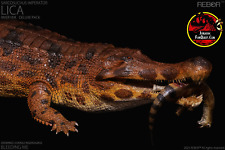 REBOR 1:35 Sarcosuchus Imperator “Lica” River Museum Class Replica Deluxe Pack picture