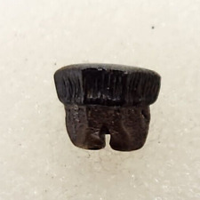 Myledaphus Stingray Tooth Fossil - Hell Creek Fm. - Garfield Co., MT picture