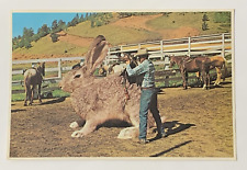 Saddling Up Big Jack Rabbit Postcard Unposted picture